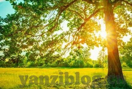 宣宣影视伦理片-宣宣影视，伦理片的光影魅力与价值探讨